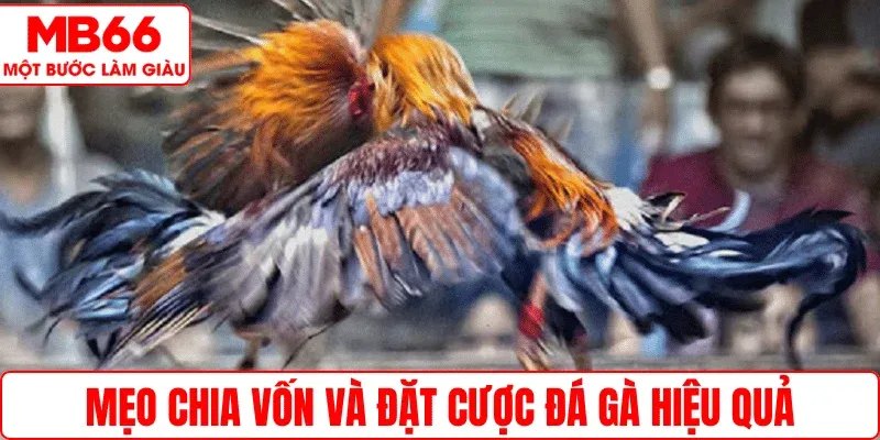 Mẹo chia vốn và đặt cược đá gà hiệu quả