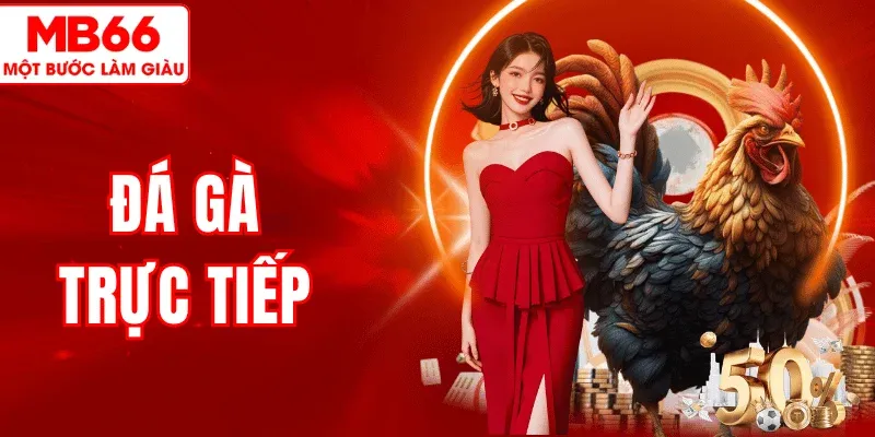 Đá Gà Trực Tiếp MB66 – Theo Dõi Trận Đấu Hấp Dẫn, Thắng Ngay