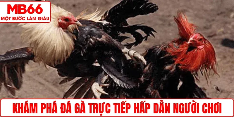Khám phá đá gà trực tiếp hấp dẫn người chơi