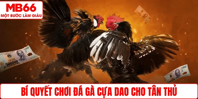 Bí quyết chơi đá gà cựa dao cho tân thủ