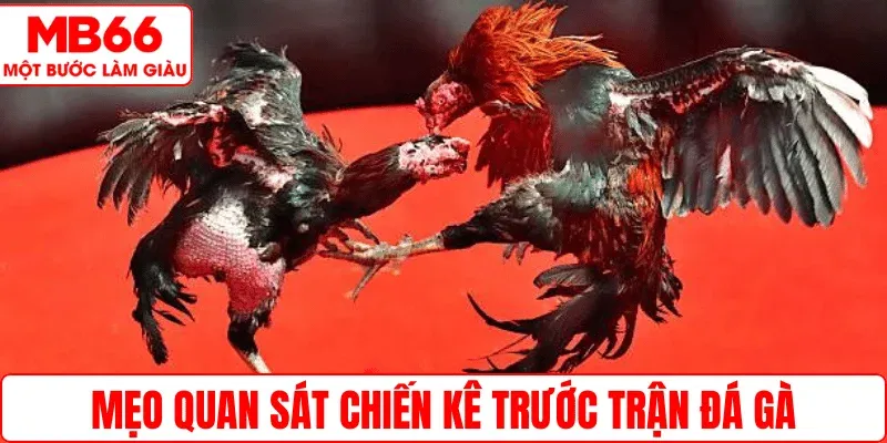 Mẹo quan sát chiến kê trước trận đá gà