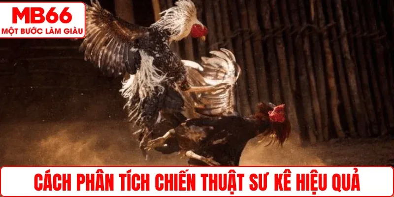 Cách phân tích chiến thuật sư kê hiệu quả
