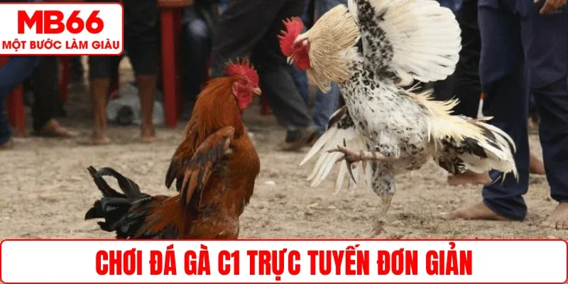 Chơi đá gà C1 trực tuyến đơn giản